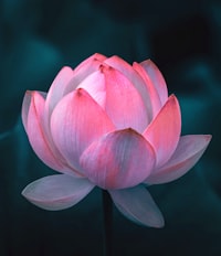 Lotus flower